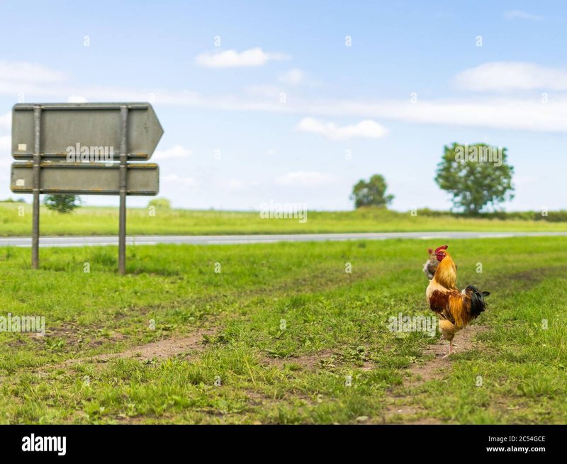 Chicken road gokkast - Ontdek de spannende wereld van Chicken Road in een Nederlandse casino online